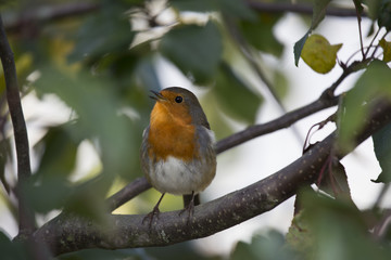 Robin Red Breast (Erithacus rubecula)