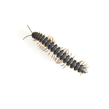 Centipede / High resolution image of Centipede on white background