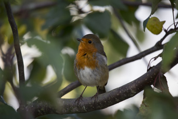 Robin Red Breast (Erithacus rubecula)
