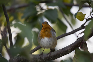 Obraz premium Robin Red Breast (Erithacus rubecula)