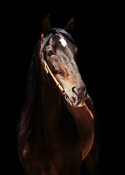 beautiful purebred Andalusian stallion at black background