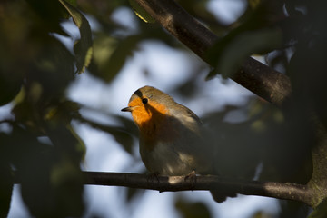 Robin Red Breast (Erithacus rubecula)