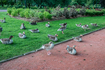 Les oies du Parc de la Tête d'Or à Lyon