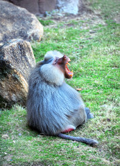 Agressive Baboon