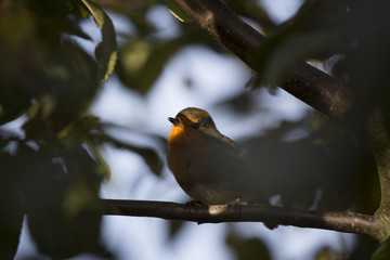 Robin Red Breast (Erithacus rubecula)