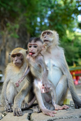 monkey family
