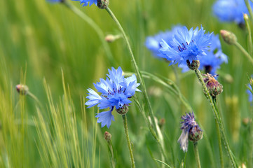 Blue Tennessee Wildflower