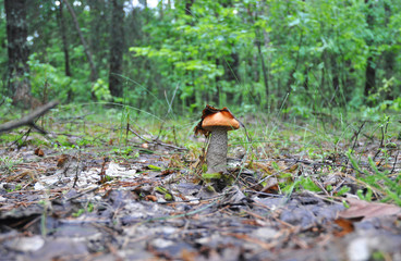 Leccinum mushroom with leaf, mushroom photo, forest photo