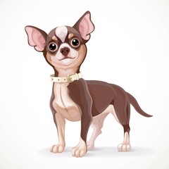 Cute little dark chihuahua dog vector illustration isolated on w