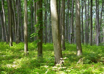 green forest in summer