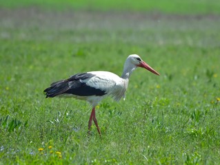 Obraz premium White stork