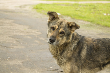 Собака. Фрагмент.