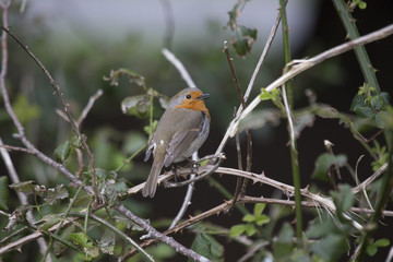 Robin Red Breast (Erithacus rubecula)