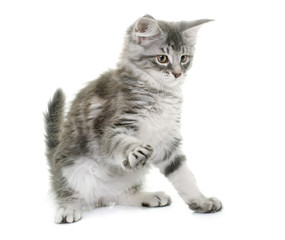 Fototapeta premium maine coon kitten