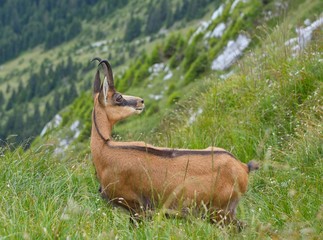 Chamois ( Rupicapra rupicapra)