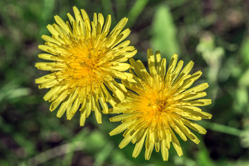 yellow dandelions