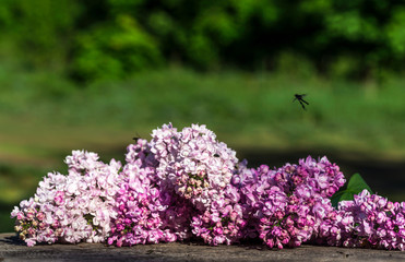 Bouquet of lilac flowers on a wooden board, floral background, r