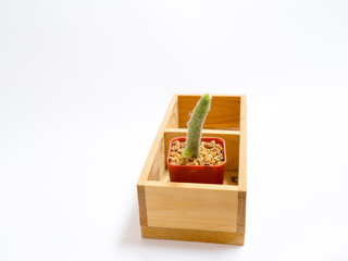cactus in pot isolate on white background