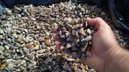 telline appena pescate