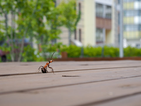 Ant on the background of the city