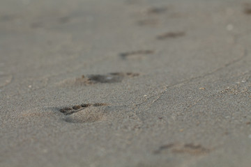 Fototapeta na wymiar footprint on wet sand