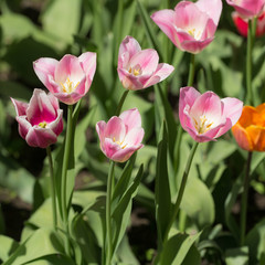 Fototapeta premium pink tulips closeup