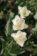 three white tulips