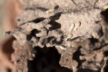 Book and scrap paper with termites damage,termites bite paper,an