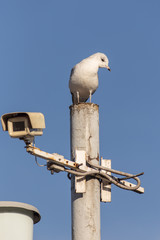 Two attentive observer