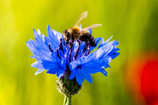 Nektar suchende Biene auf einer Kornblume