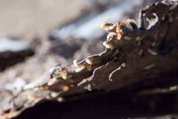 Book and scrap paper with termites damage,termites bite paper,an
