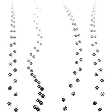 Paw Prints Silhouettes Isolated on White Background