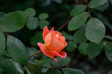 Orange rose. In the garden.