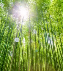 Deurstickers Bamboe Bamboebos bij ochtendzon flare