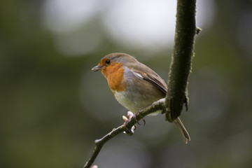 Obraz premium Robin Red Breast (Erithacus rubecula)