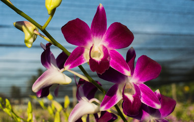 Beautiful Dendrobium Orchid garden