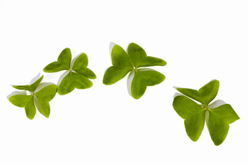  Four Natural  Bright Green Clovers on White