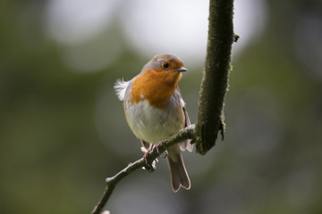 Robin Red Breast (Erithacus rubecula)