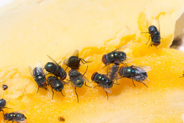 Close up  of a Dirty House Fly on a Fork covered in Yellow food