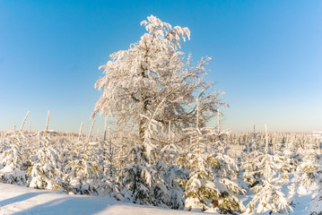 Winter landscape snow spruce pine trees forest sun sunset