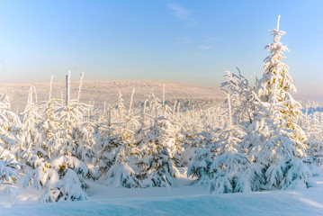 Winter landscape snow spruce pine trees forest sun sunset