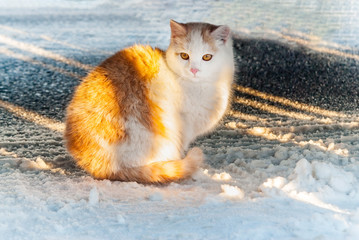 Ginger cat snow road looking side