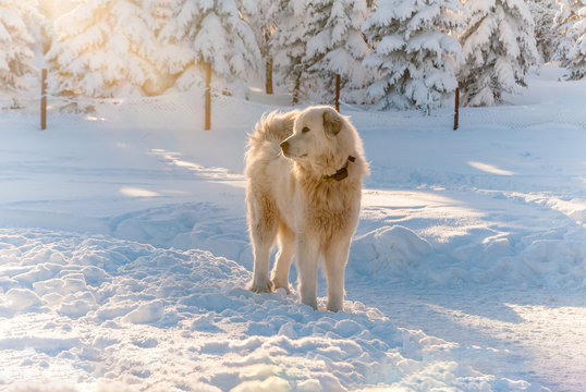 Slovak Cuvac dog white snow mountain hairy sheepdog sun trees front