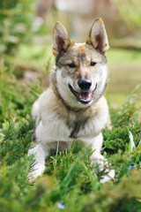 Fototapeta premium The portrait of a young happy West Siberian Laika dog lying outdoors on the grass
