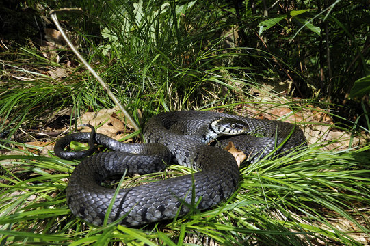 Ringelnatter (Natrix natrix) sonnt sich am Waldrand