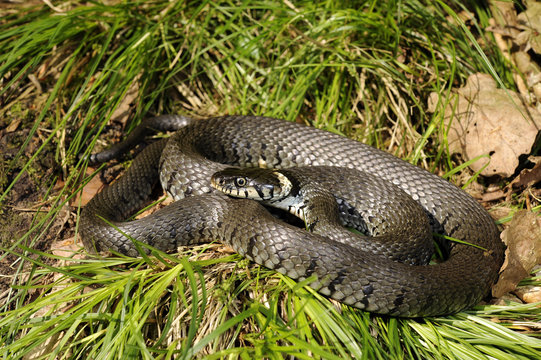 Barren-Ringelnatter (Natrix helvetica)