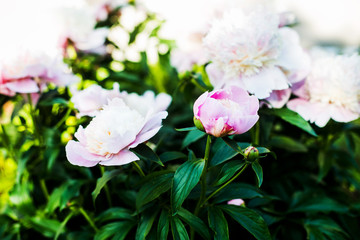 Obraz premium Colorful of pions artificial flowers background. Flower wallpapers.