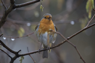 Robin Red Breast (Erithacus rubecula)