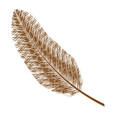 Feather design. isolated  bohemic plume, vector graphic