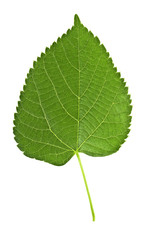 Obraz premium Linden leaf isolated on a white background